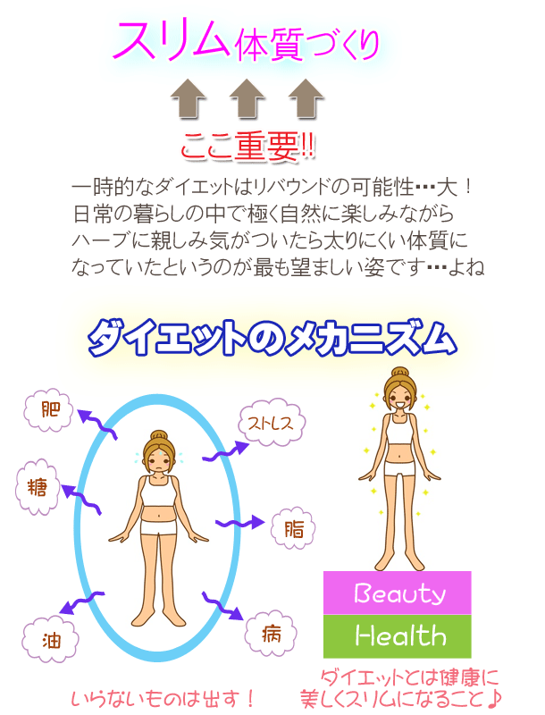 スリム体質づくり、ダイエットのメカニズム