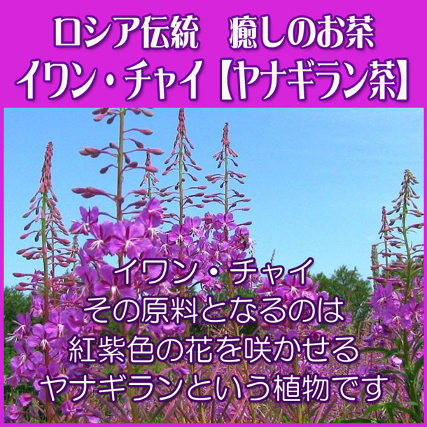 イワン・チャイ
その原料となるのは紅紫色の花を咲かせる
ヤナギランという植物です。